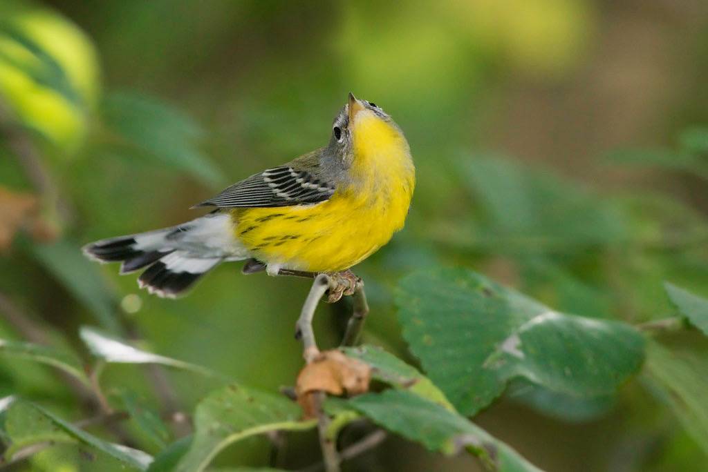 Magnolia Warbler, female/juvenile by Kelly Colgan Azar is licensed under CC BY-ND 2.0